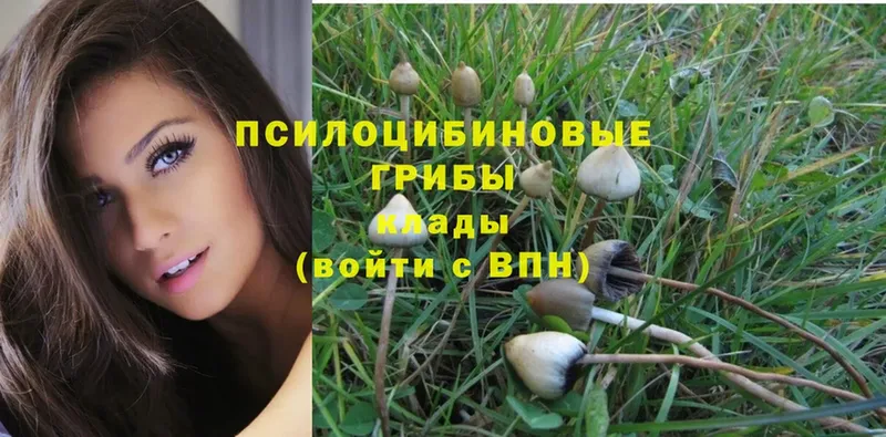 Галлюциногенные грибы Psilocybe Зеленоградск